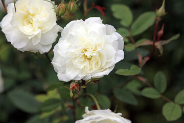 Closeup of a white Rose bloom, North Yorkshire England
