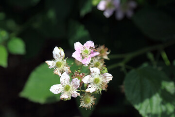 Closeup of bramble flowers with a Marmalade fly, North Yorkshire England
