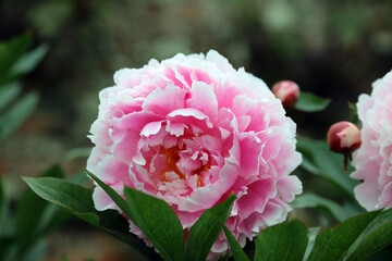 Macro image of a pink Peony bloom, North Yorkshire England
