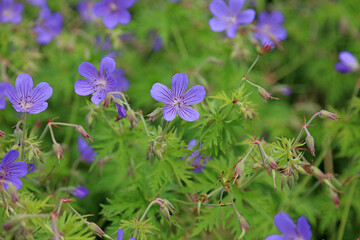Macro image of Meadow Cranesbill blooms, North Yorkshire England

