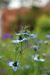 Side view of Love-in-a-mist blooms, North Yorkshire England
