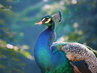 peacock with feathers