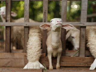 A group of sheep standing in a pen looking up at the camera through a fence