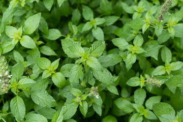 green basil leaves closeup, growing basil in the garden, 
