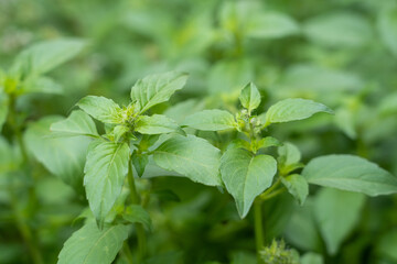 green basil leaves closeup, growing basil in the garden, 
