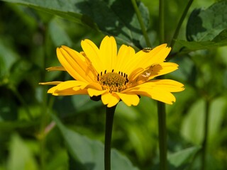 Obraz premium Close-up of a vibrant yellow flower in a field