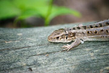 lizard on a branch change a skin 