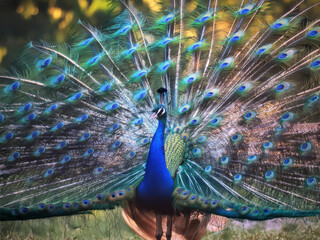 Obraz premium peacock with feathers