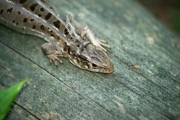 lizard on wood