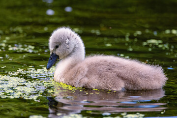 Baby swan cygnet 