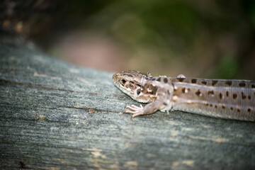 lizard on a branch 