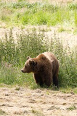 Fototapeta premium Brown bear walking through a grassy field in a forested area