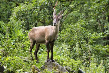 Alpine ibex (Capra ibex) in a forested area