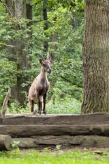 Alpine ibex (Capra ibex) in a forested area