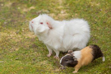 Guinea pigs, one white and one tricolor, on green grass