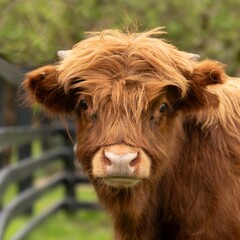Close-up of a Highland cow with a blurred background of a fence