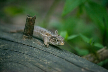 lizard on a branch