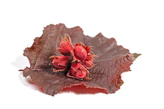 Fr&uuml;chte der Lambertshasel, Corylus maxima, vor wei&szlig;em Hintergrund