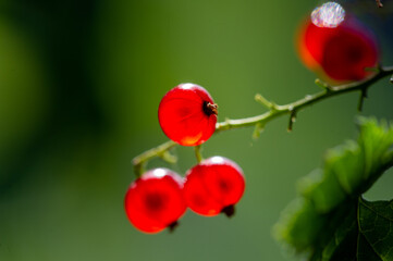 Stunning photos with blurred backgrounds. Capture the beauty of red currants up close. Create artistic images with shallow depth of field.