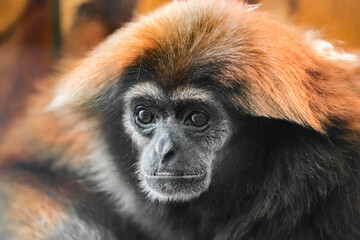 Portrait of a white-handed gibbon. Animal in close-up. Hylobates lar. Lar gibbon
