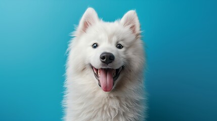 Fototapeta premium White Dog Smiling Against Blue Background