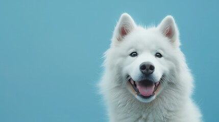 White Dog Portrait Against Blue Background