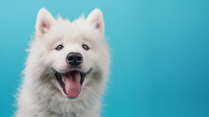 White Dog Smiling Against Blue Background