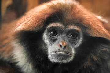 Portrait of a white-handed gibbon. Animal in close-up. Hylobates lar. Lar gibbon
