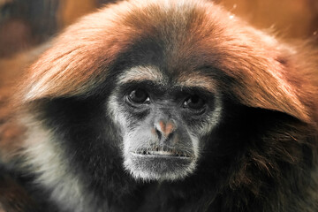 Portrait of a white-handed gibbon. Animal in close-up. Hylobates lar. Lar gibbon
