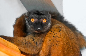 Portrait of white-headed lemur. Animal in close-up. Eulemur albifrons.

