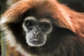 Portrait of a white-handed gibbon. Animal in close-up. Hylobates lar. Lar gibbon
