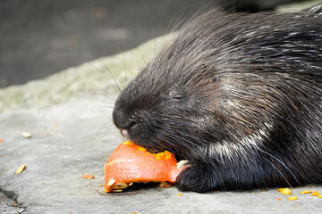 Eating white-tailed porcupine. Close-up of animal eating. Hystrix indica. Indian crested porcupine.
