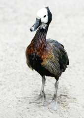 Portrait of a Widow Whistling Goose. Bird in close-up. Dendrocygna viduata. White-faced whistling duck
