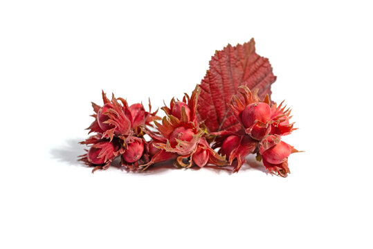 Fr&uuml;chte der Lambertshasel, Corylus maxima, vor wei&szlig;em Hintergrund