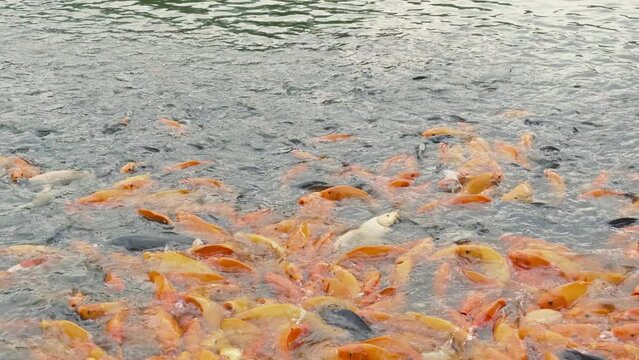 lots of yellow, white and black goldfish and tilapia gather to look for food in the pond
