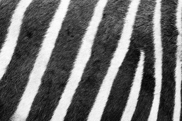 Zebra fur close-up. Black and white striped animal background.
