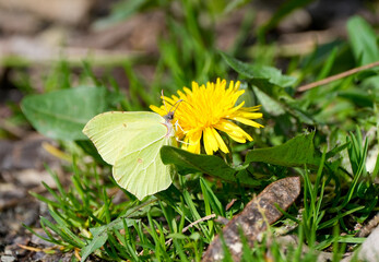 A brimstone butterfly collects nectar from a dandelion flower. Yellow butterfly close-up. Gonepteryx rhamni. © Elly Miller