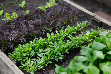 Wooden  garden bed with a variety of mixed leafy greens including arugula, salad, radish, showcasing fresh organic vegetables