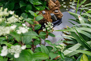 Garden pond with water lily surrounded by lush greenery, close-up of white paniculata hydrangea flowers