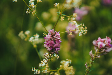 Wunderschöne Blüte in pink