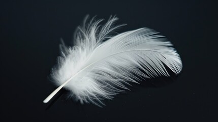 Obraz premium Macro white feather on black background