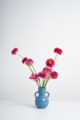 Pink ranunculus in a blue vase on a white background
