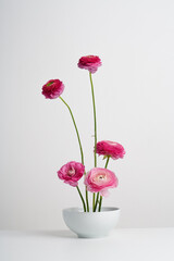 original composition with a bouquet of colorful pink ranunculus flowers in a white bowl on a white background