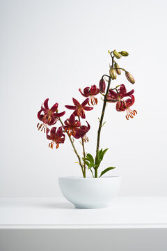 Mono bouquet. Small garden lilies of bright color in a white vase on a light background. Original exquisite floral arrangement of dark red color