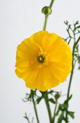 Closeup of yellow ranunculus with bud on light background