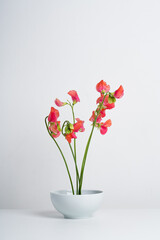 Lathyrus flowers in orange color in ceramic bowl on light background on white table. Aesthetic aromatic flowers