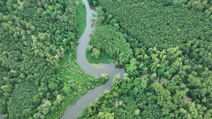 Floodplain meander river Morava drone aerial video shot delta in inland forest and lowlands wetland swamp, quadcopter view flying fly flight show, protected landscape area of Litovelske Pomoravi