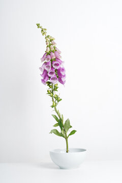Close-up of a foxglove flower on a white background in a white ceramic vase