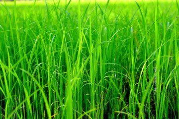 Green rice plants in the rice field, natural background