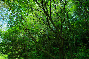 緑の木々が生い茂る森林の風景